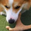 57c6b03a-daf2-4731-9192-87a383009282 Chew Toys for Dogs – Durable Dental Chew Toy Collection