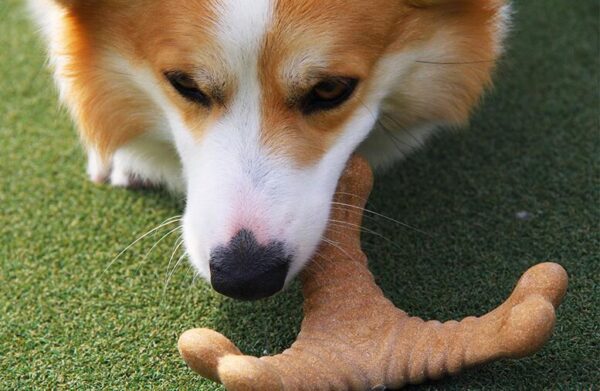 57c6b03a-daf2-4731-9192-87a383009282 Chew Toys for Dogs – Durable Dental Chew Toy Collection